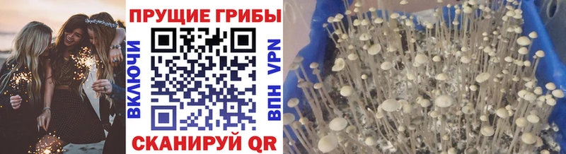 закладка  Чадан  Псилоцибиновые грибы Psilocybe 